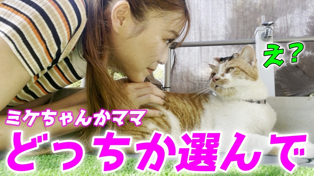 庭子猫に猫のママと人間のママどっちが好きか選んでもらった結果…笑［三毛母猫の子猫］
