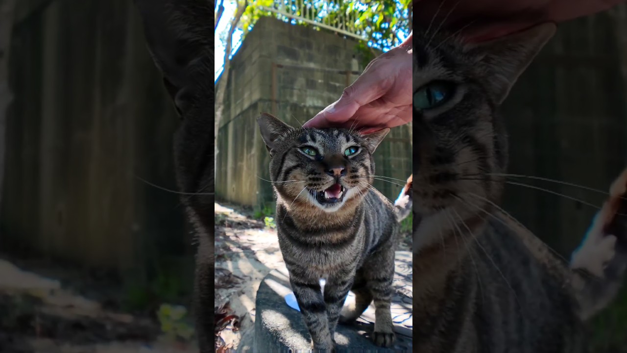 暑いのに膝の上に乗ってくる公園の猫