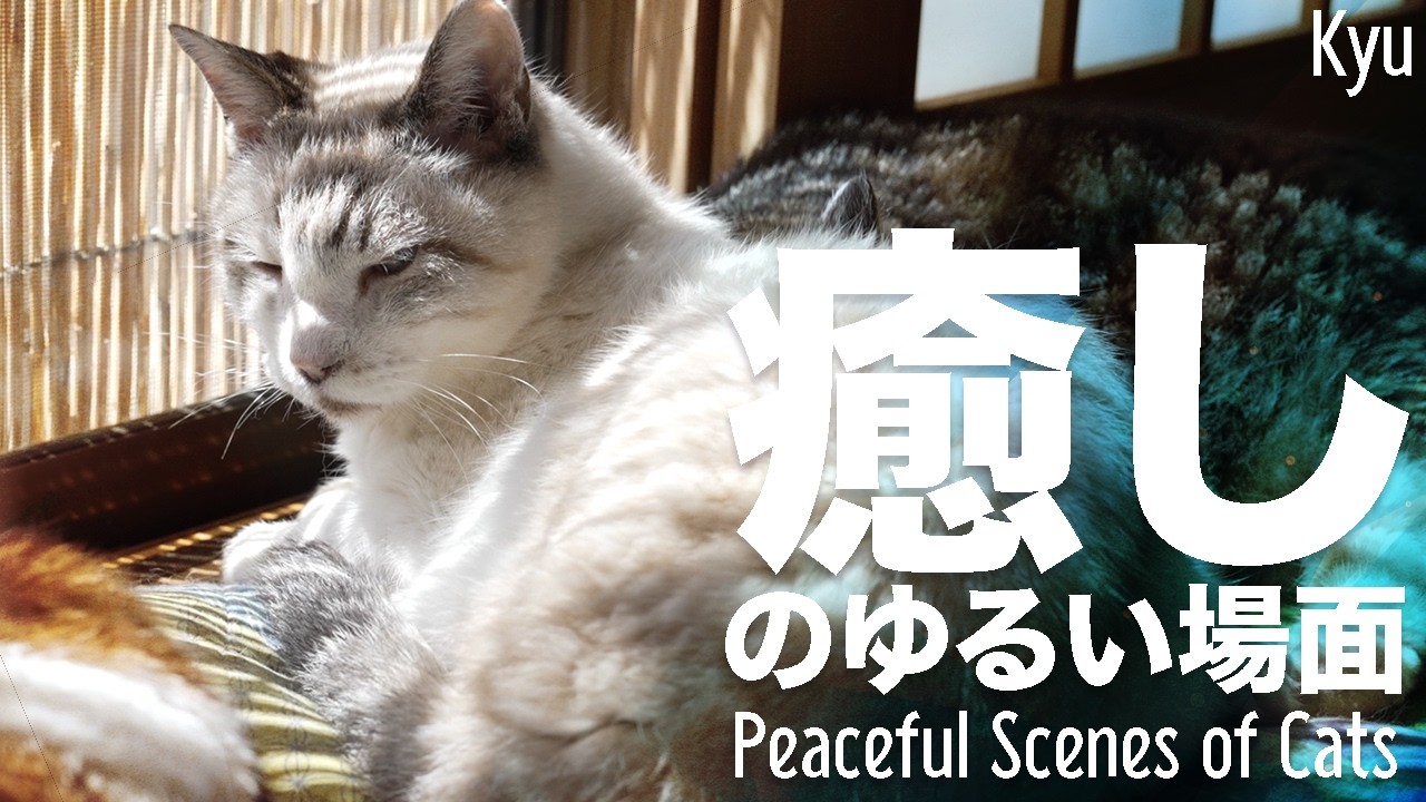 猫の癒しのゆるい場面