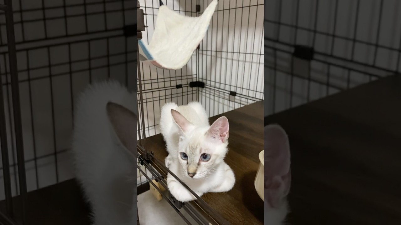 おててないないが〜　#元保護猫　#シャムトラ　#シャムミックス　#cat #猫耳 #kitten #シャムmix  #子猫 #猫耳