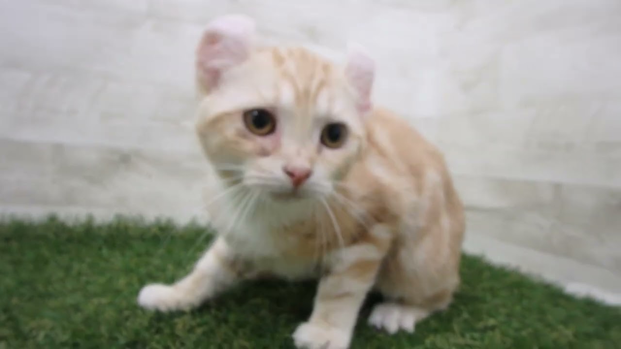 Coo&RIKU　No00689468 アメリカンカール