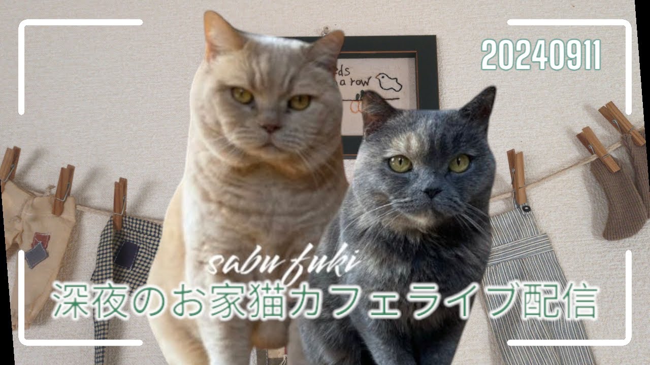 深夜のお家猫カフェライブ配信　１７５