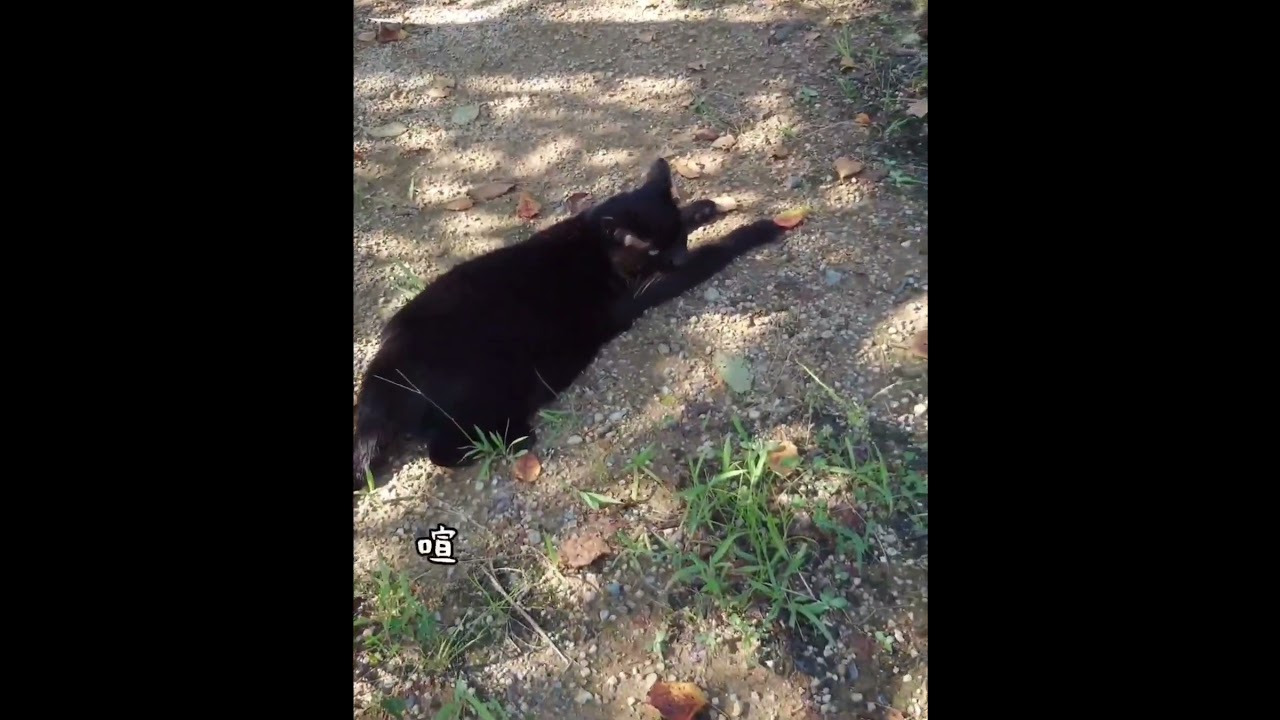 ☘️c74 喧嘩で周りの猫が揺らぐ【今日の猫】R6.9.10