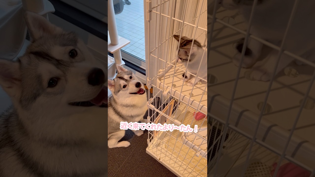 子猫に会えたのが嬉しすぎてうんちを漏らしたシベリアンハスキー #シベリアンハスキー #ハスキー #子猫