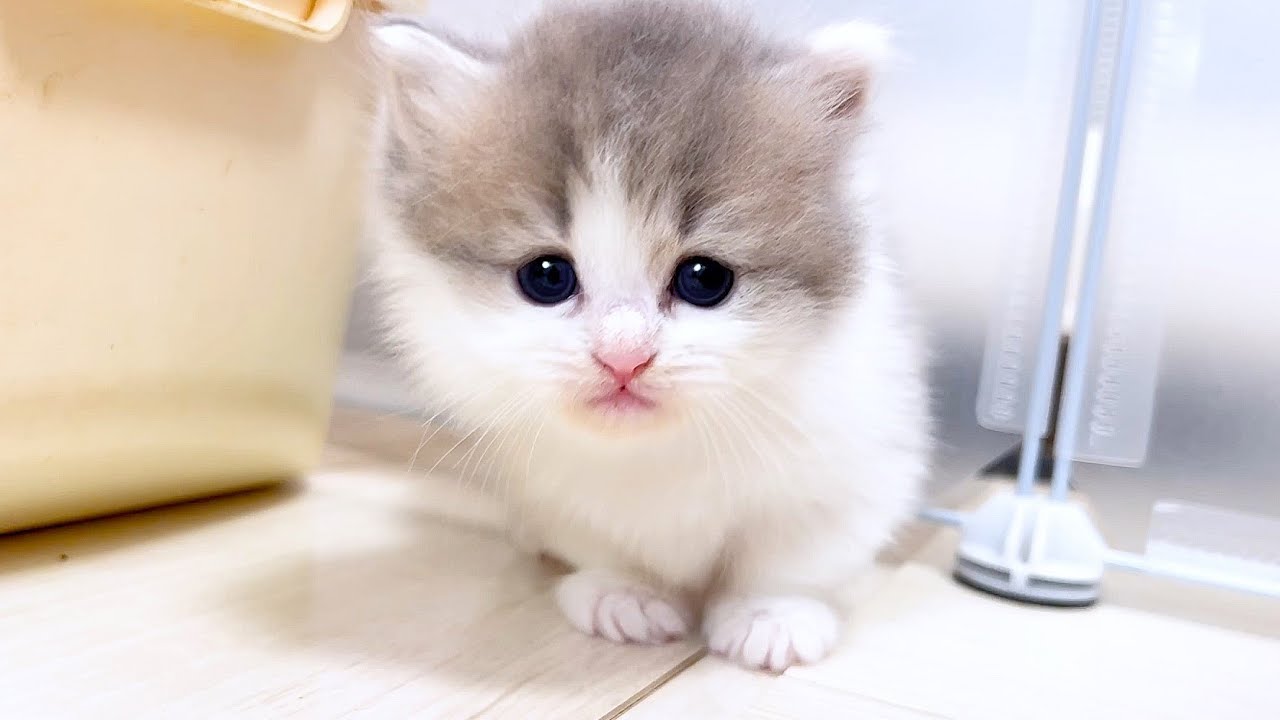 【マンチカンの子猫】タレ目で甘えん坊な男の子がツボな件 ～猫のいる生活Vol.1014～出産動画 マンチカン短足・ミヌエット・ペルシャ猫専門ブリーダー『ペット蔵人』【子猫の成長記録】