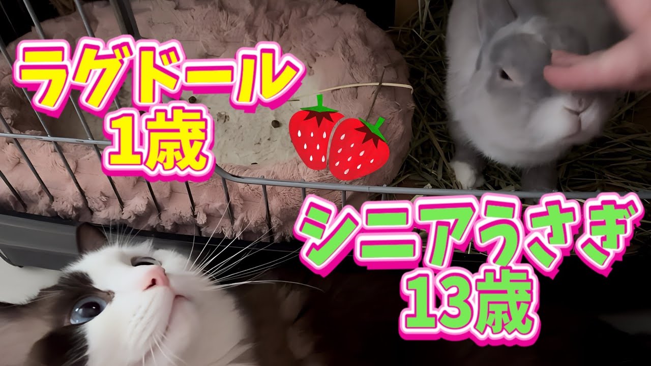 【年の差】1歳の猫は毎朝13歳のウサギのもとにやって来てあることをします🧡