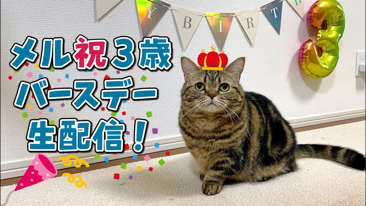 【生配信】メル3歳の誕生日会ライブ🎂