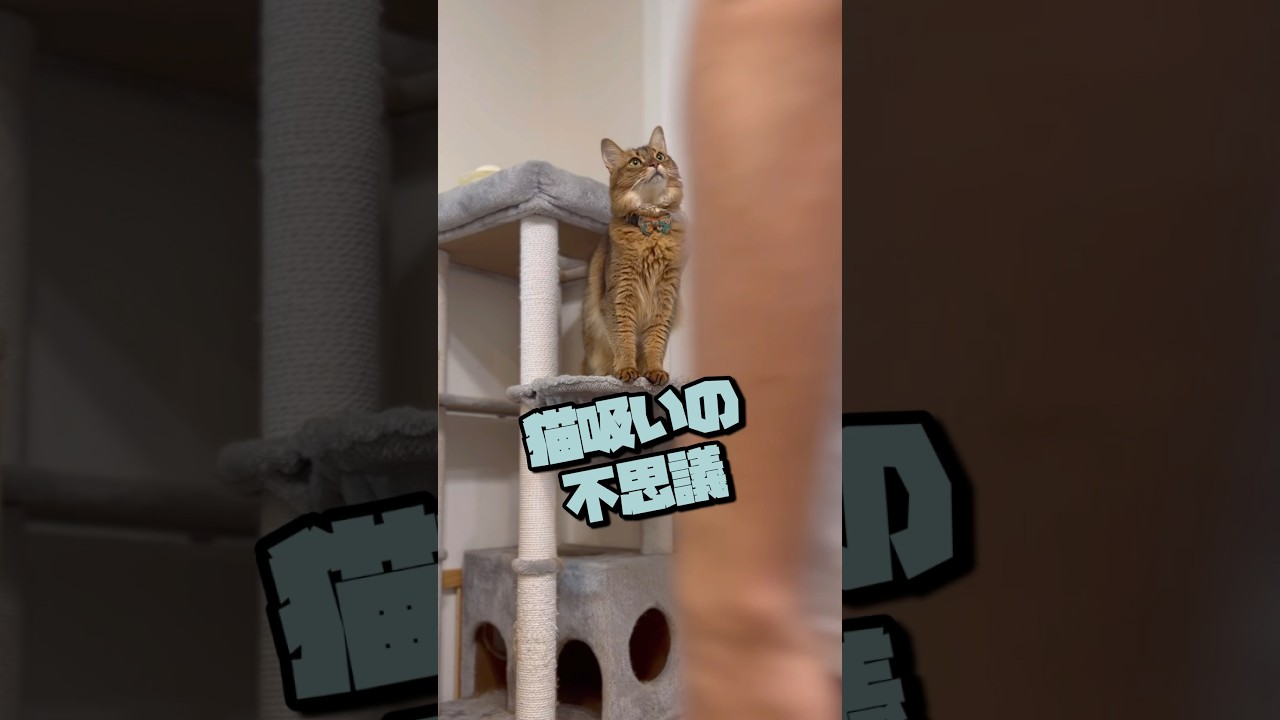 猫吸いをして愛猫に元気をもらおうとすると