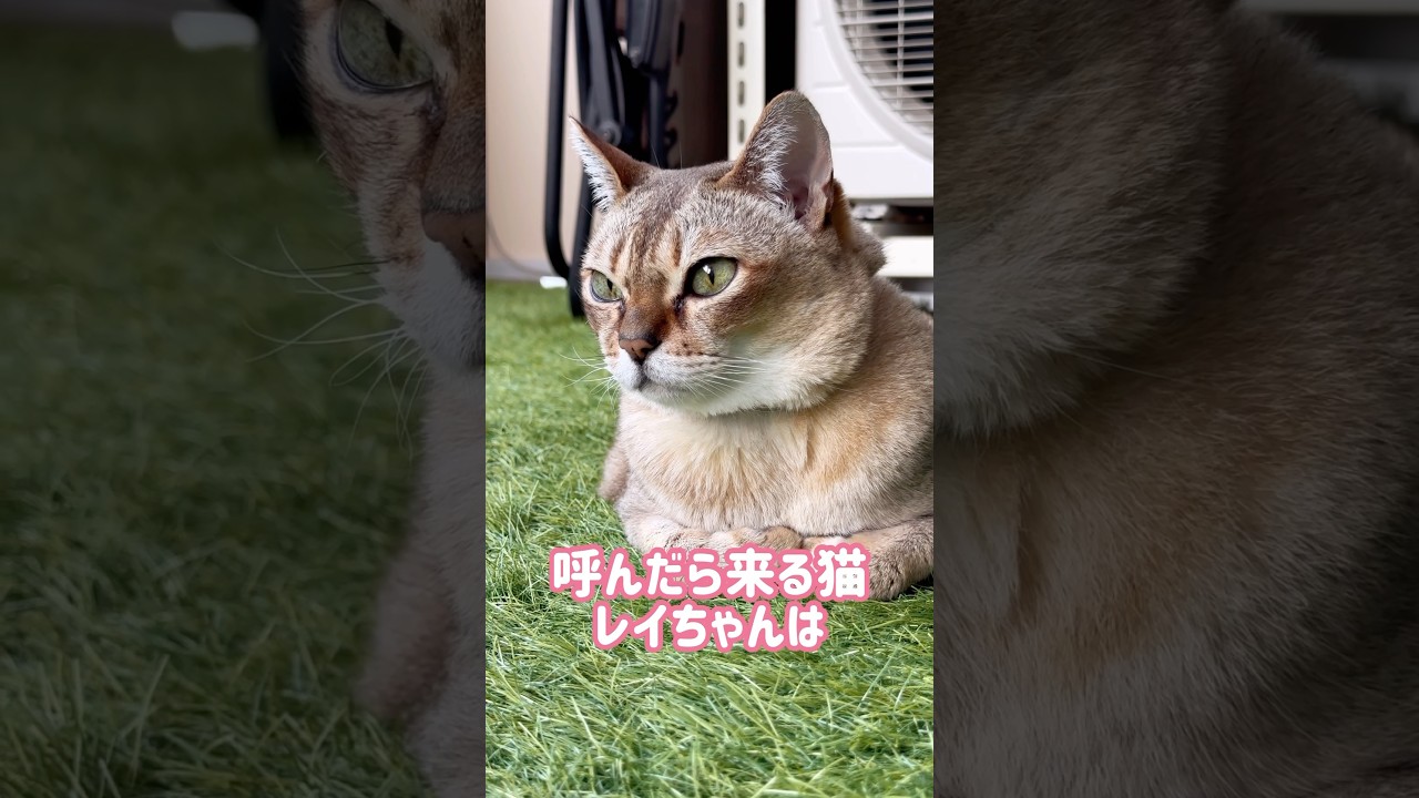 飼い主にくっつくのが好きなレイちゃん #シンガプーラ #cat #shorts