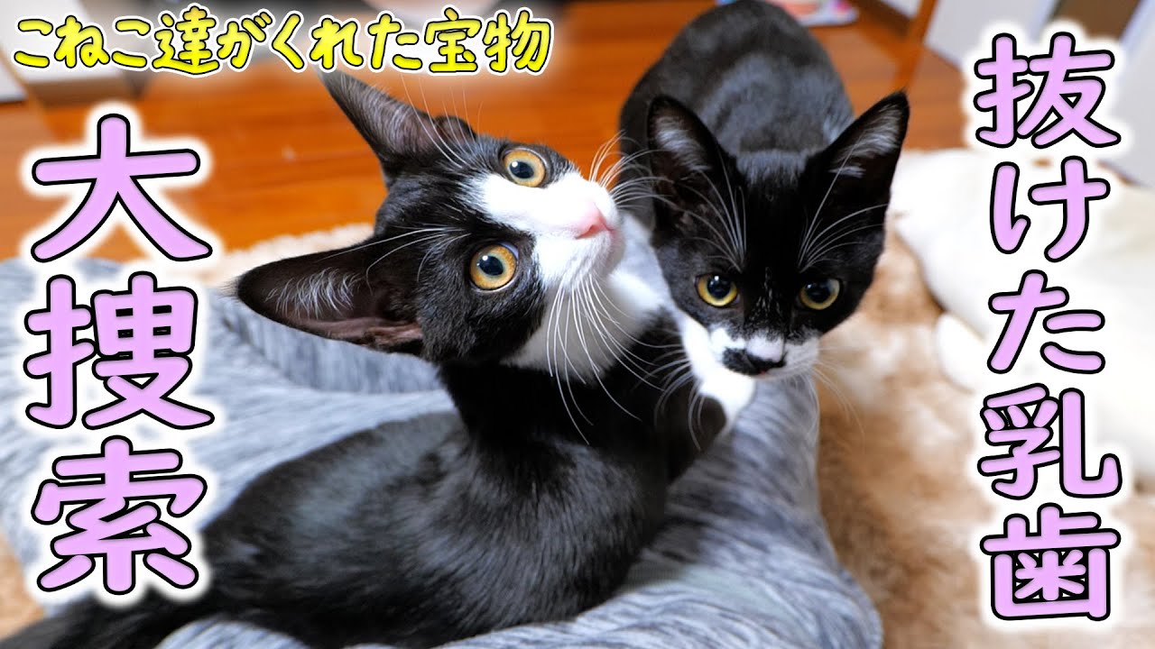 子猫の乳歯生え変わりの記録と抜けた犬歯大捜索の結果発表‼🐈🐈【仲良し子猫姉妹の成長記録】