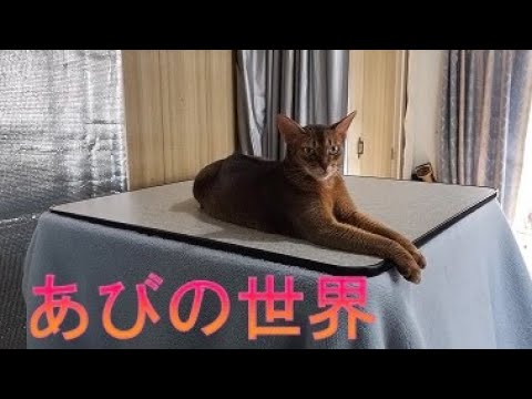 ネコ動画あび＃4104 　あびの毎日　アビシニアン　あび