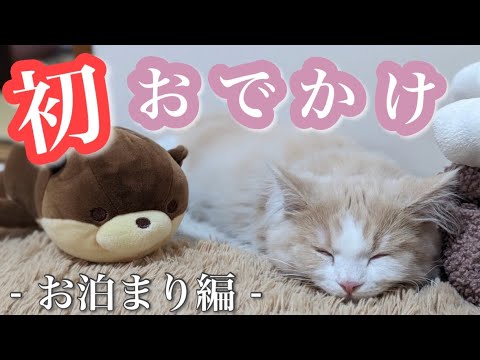 初めてのお出かけ、子猫は環境の変化にどうなるのか