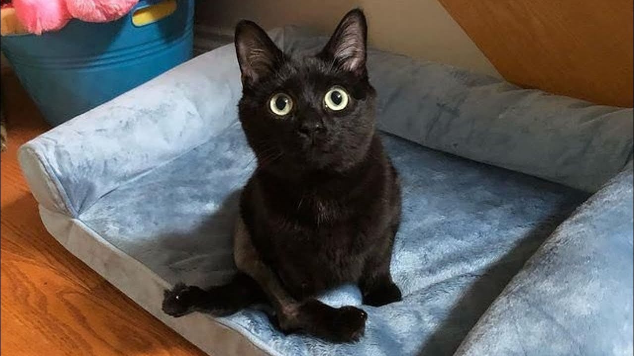 Kitten Was Born with a Manx Syndrome
