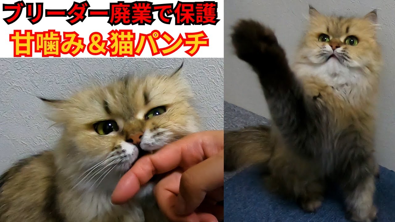 ブリーダー廃業で保護のチンチラペルシャ甘えて遊んでトライアル決定保護猫カフェ猫の惑星にゃーくる）京橋駅Persian cat rescued from a breeder
