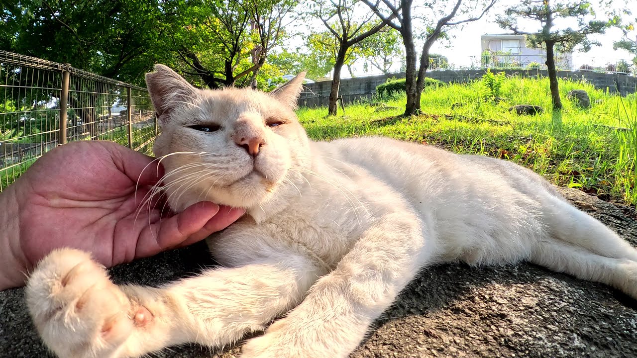塀の上でくつろぐシャム猫ちゃんをモフったら裏返しになった