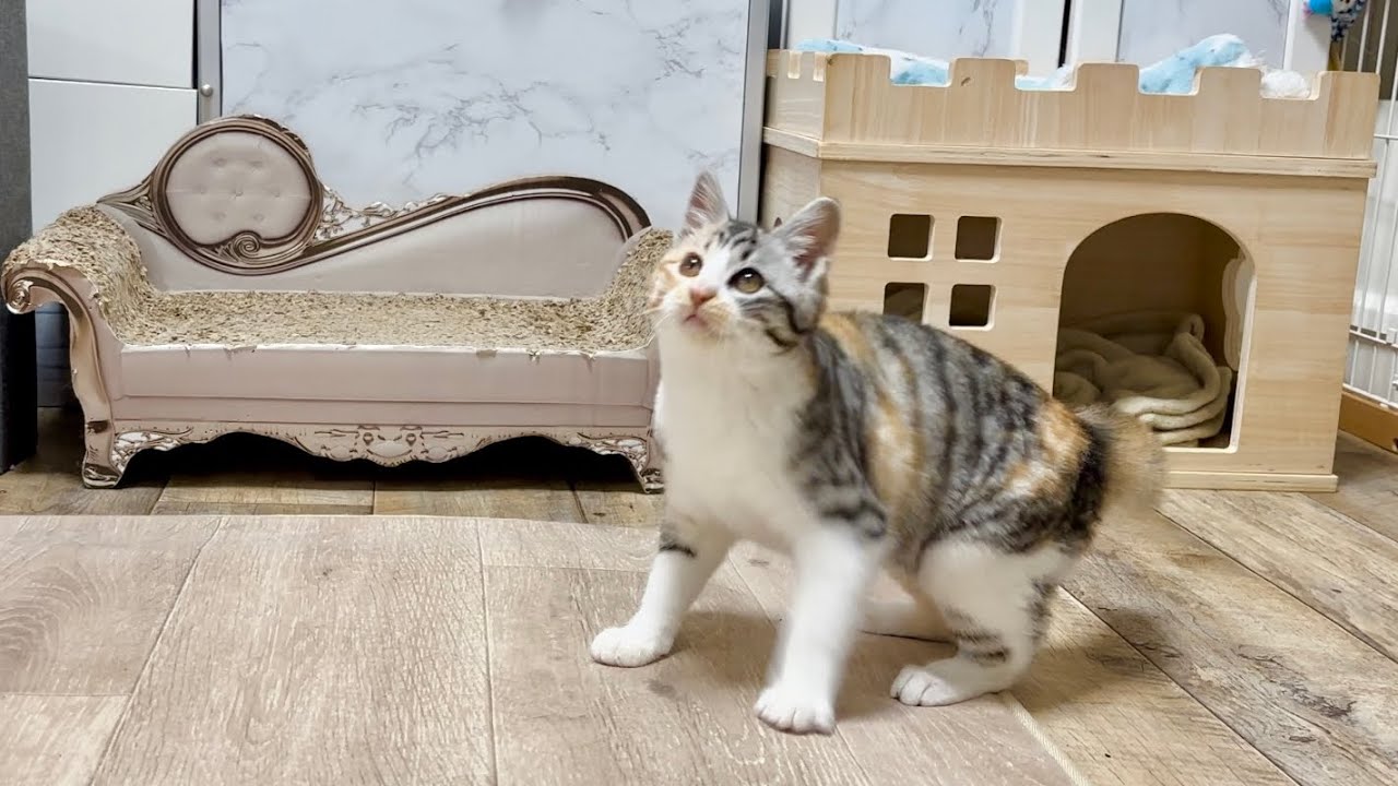 初めてケージから出してみたら大はしゃぎすぎた保護子猫【かぐ告兄妹日記#46】Kitten frolicking out of its cage for the first time.