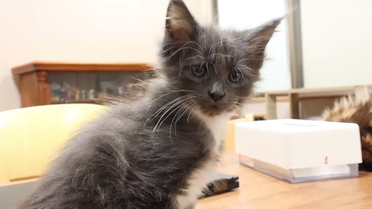 メインクーン子猫の蕾紫ちゃんのオーナーさん