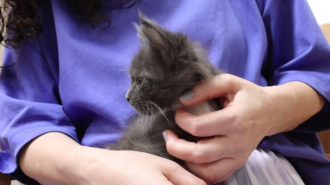 メインクーン子猫の蕾紫ちゃんのオーナーさん