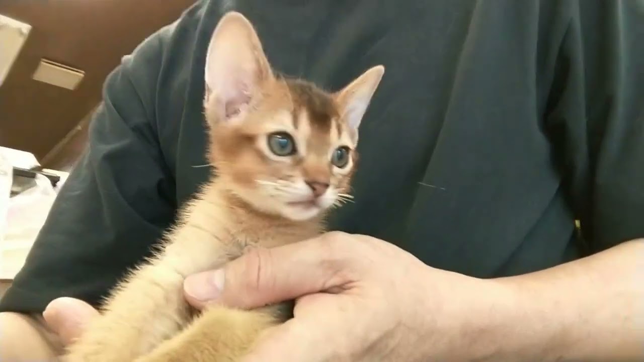 アビシニアン とてもキレイなアビシニアンの女の子❤️面会御待ちしています😊