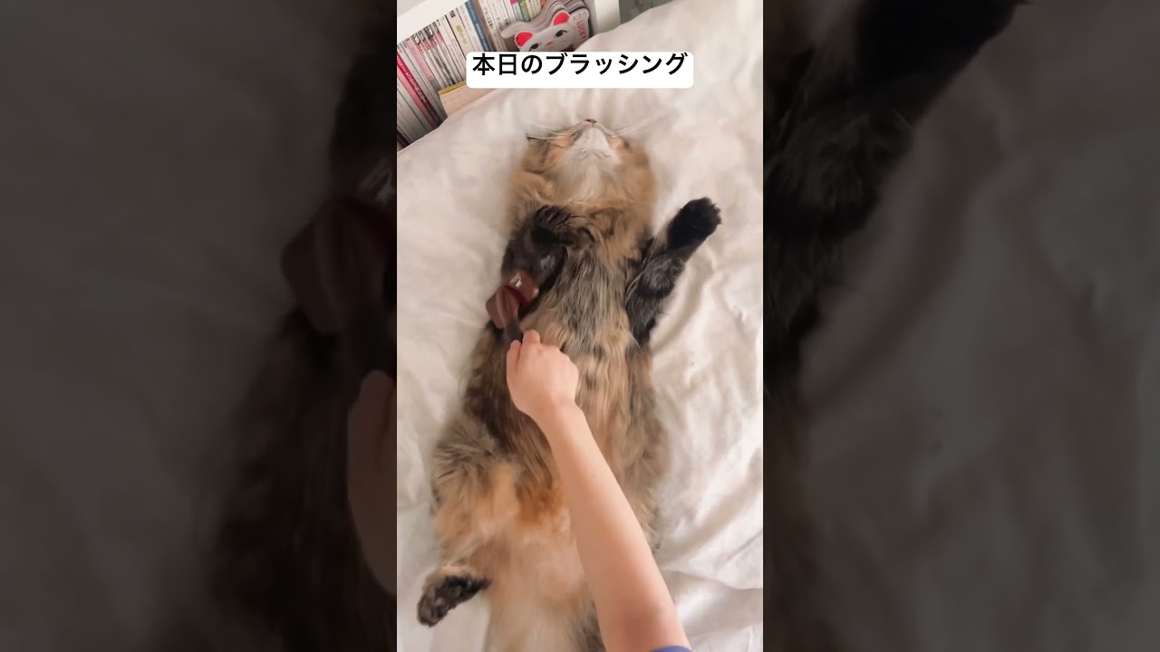 ブラッシングイージーモード#サイベリアン #ブラッシング #猫