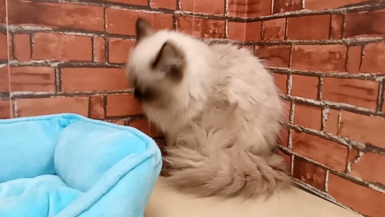 689625 ヒマラヤン