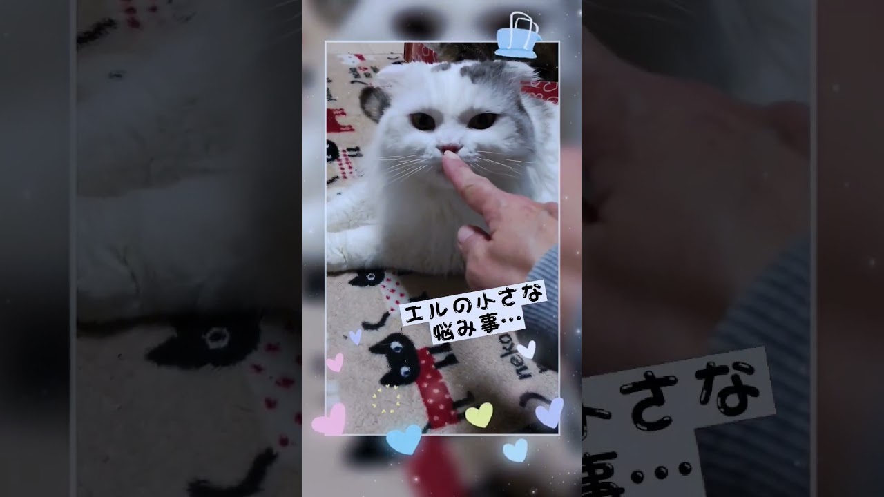 小さな悩み…😿#shorts #スコティッシュフォールド #猫