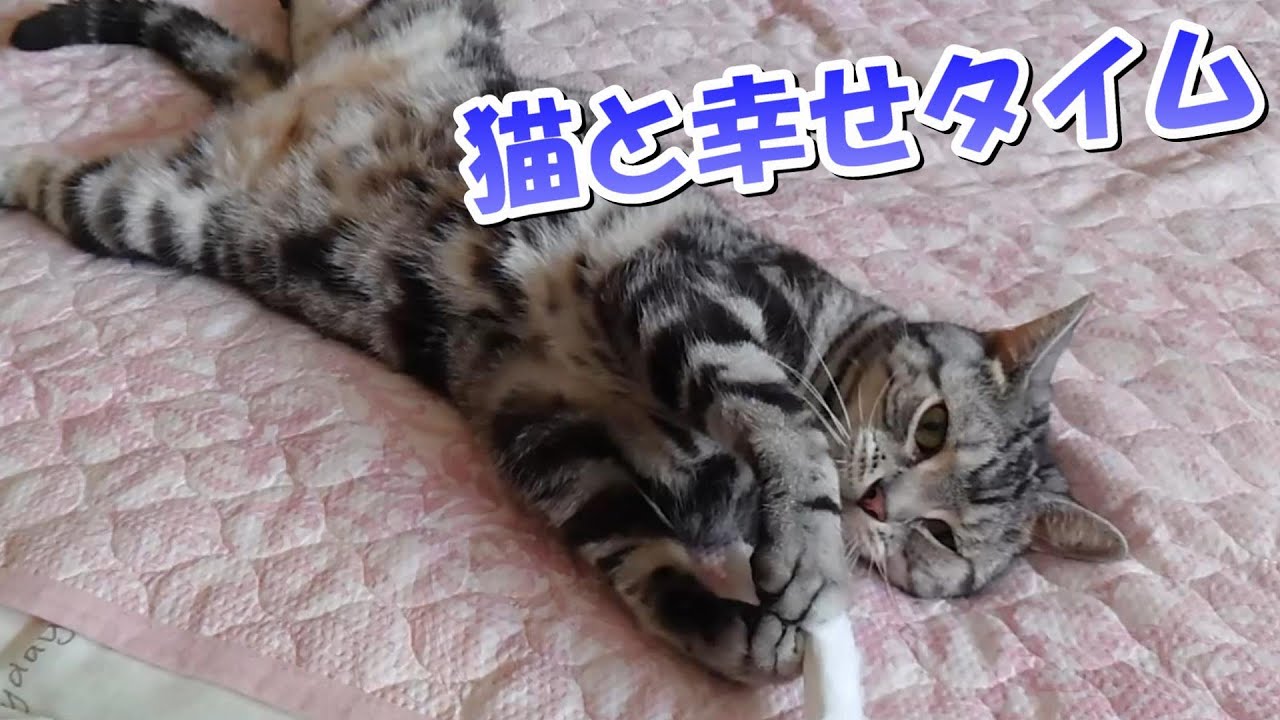 猫がいると幸せだー！ボーナスタイムのソラさん（アメリカンショートヘア）