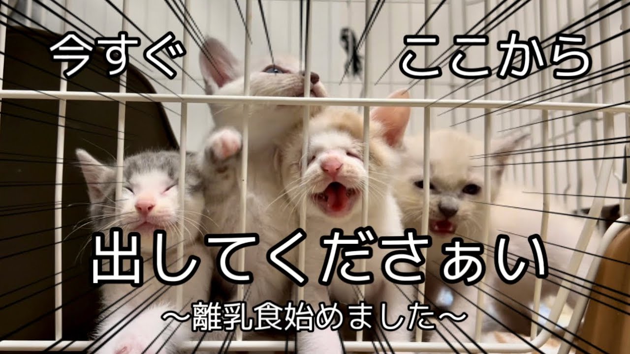 車のボンネットの中にいた子猫 離乳食&ケージデビュー#4