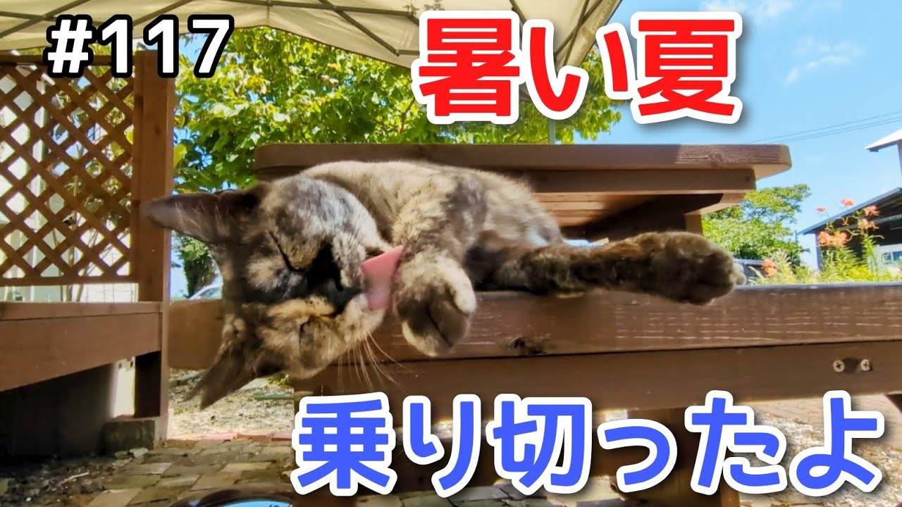 無事夏を乗り切ったにわねこ達