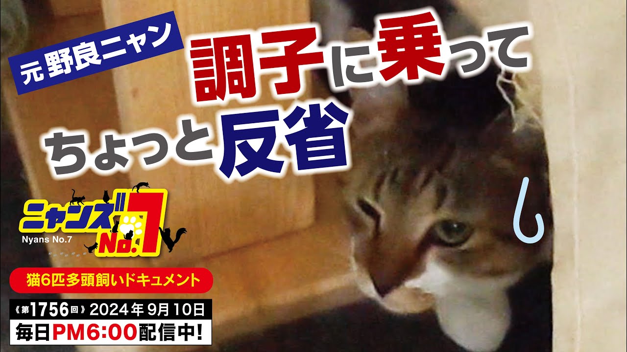 《第1756回》元野良ニャン 調子に乗ってちょっと反省