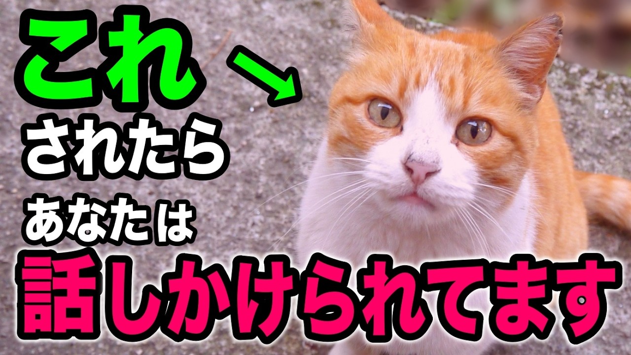 【無視しないで】猫が飼い主に話しかけているサイン12選を獣医師が解説します