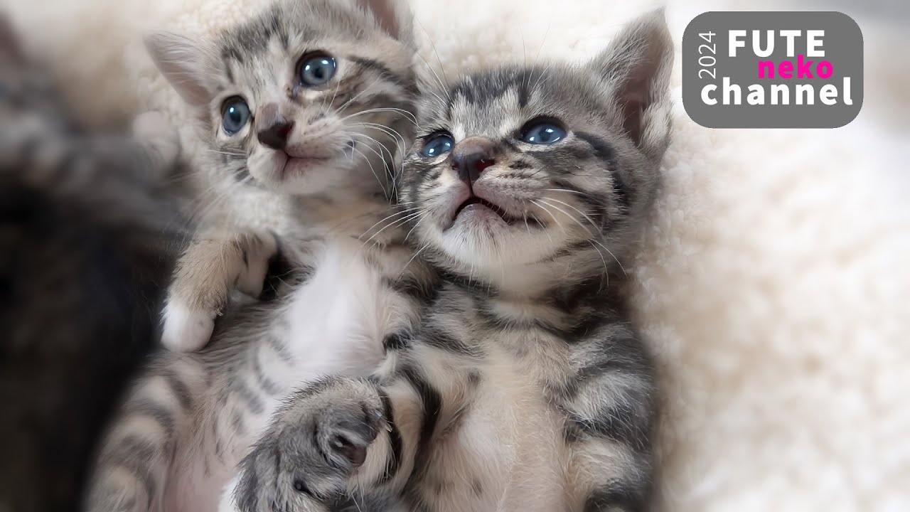 走りつかれて寝てしまった子猫達のアレを間近で堪能してみました【保護子猫】