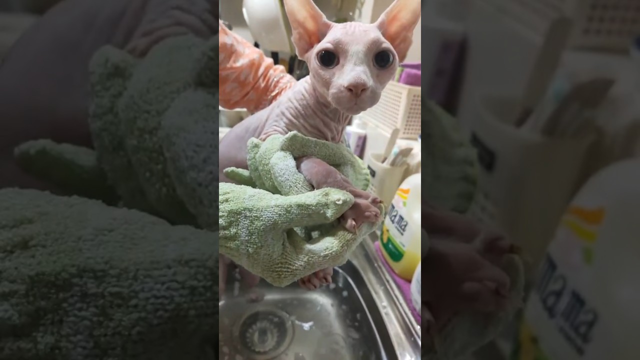 毛のない猫の入浴シーン【スフィンクス猫】