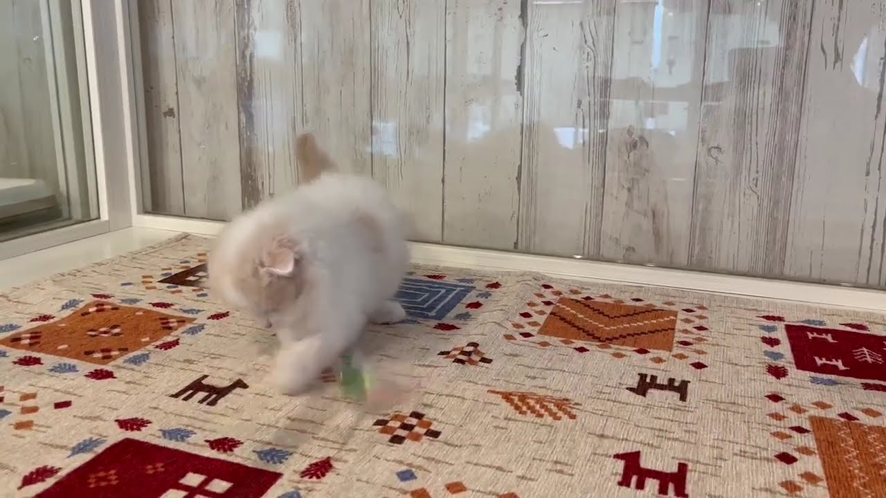 スコティッシュフォールド　女の子　2024/7/13生まれ