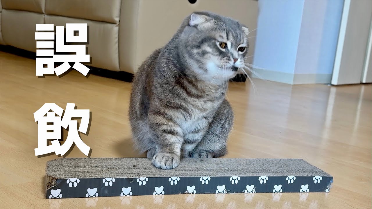 猫が誤飲してしまいました[マンチカンの銀時]