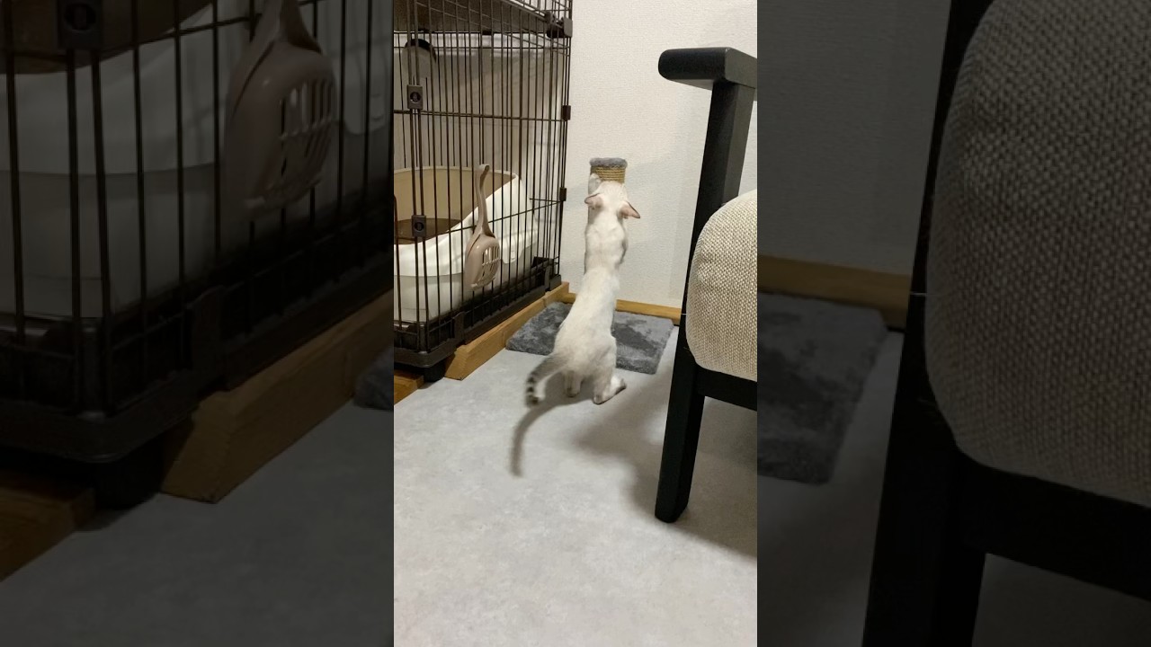 激し目の爪研ぎで！　#元保護猫　#シャムトラ　#シャムミックス　#cat #猫耳 #kitten #シャムmix  #子猫 #猫耳