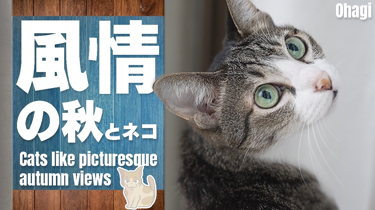 優雅で風情の秋と猫