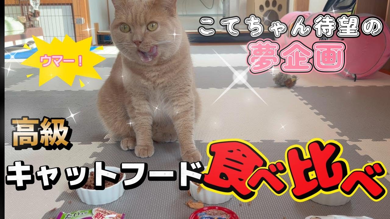 【夢企画】高級キャットフードを食べ比べてみた【スコティッシュフォールド】