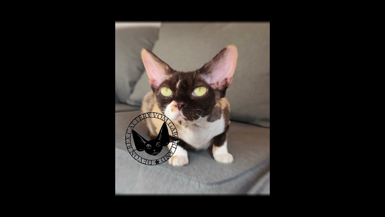 Devon Rex Cats, Michelle & Brownie #cat #devonrex #catfunny #kitten #pets #catlover #funnycats