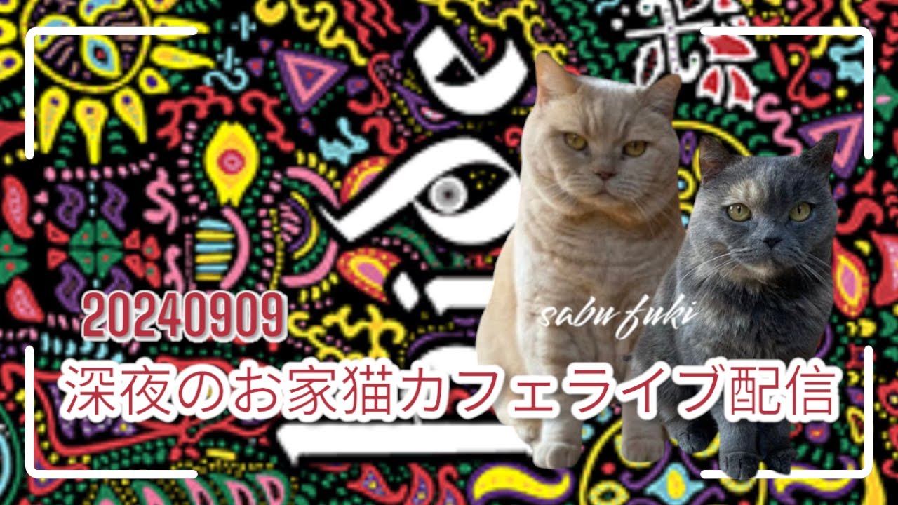 深夜のお家猫カフェライブ配信　１７３