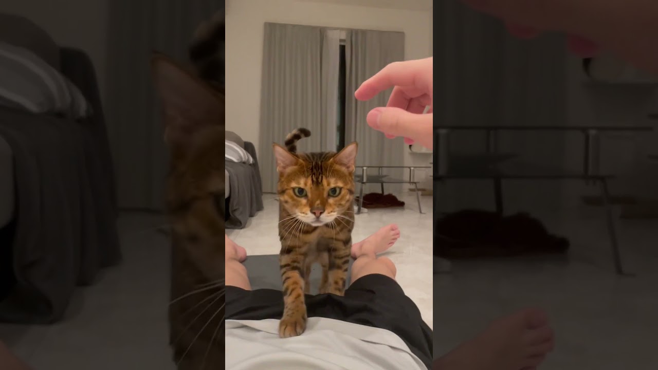 呼べば99.9%しぶしぶ来てくれるベンガル猫🐈　#ねこ #猫のいる暮らし #cutecat #ベンガル猫 #猫