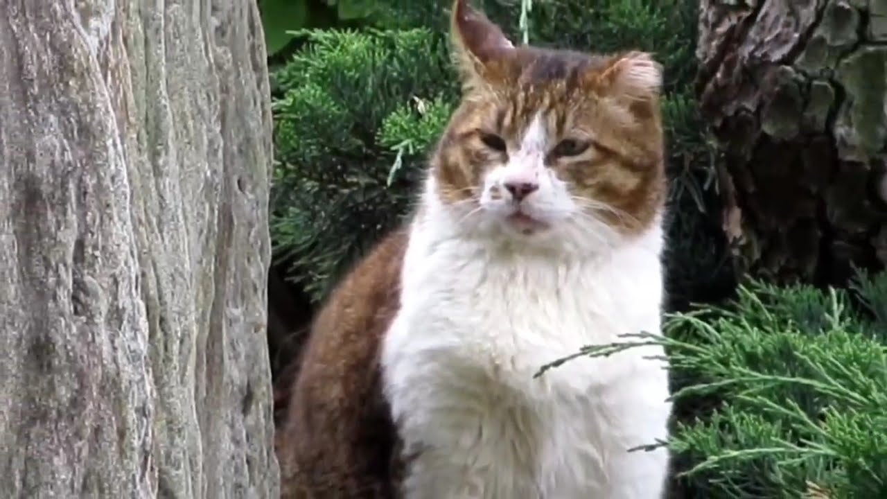 [野良猫]日本庭園で置物みたいな猫が可愛すぎる！[straycat]The cat that looks like a figurine in the Japanese garden is cute!