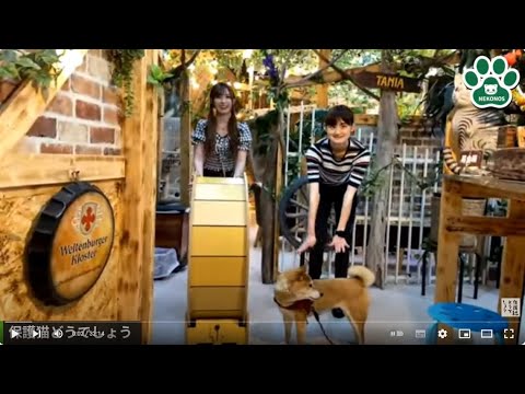 保護猫どうでしょう！2024年9月11日！愛知の出張保護から帰ってきました