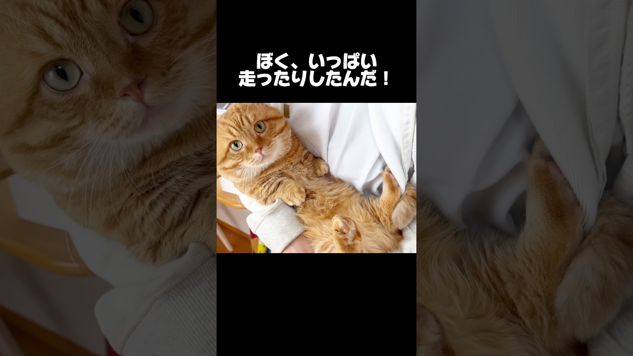 『ぼく今月いっぱい走ったりしたんだ！』 #猫 #マンチカン #shorts