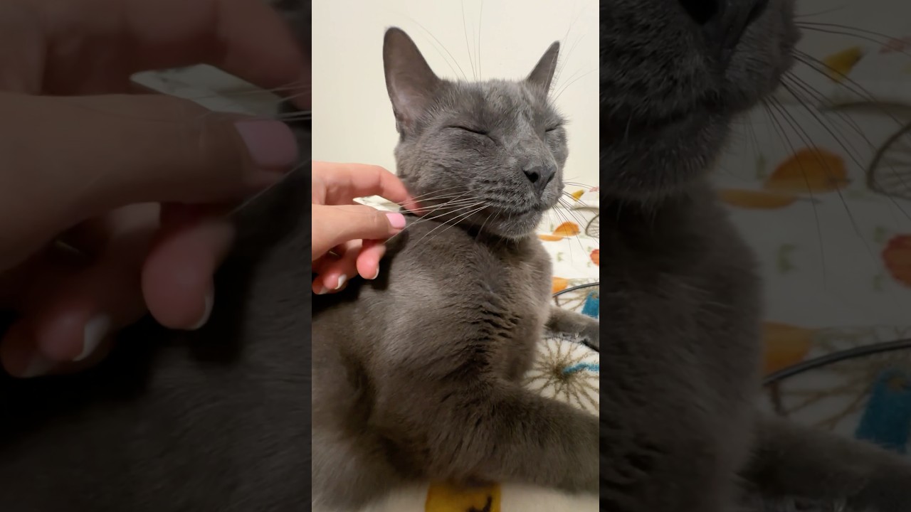 Sirik on a different colored cover 🐈‍⬛ Gentle Sirik #cat #catlife #cute #cutecat #cutevideo