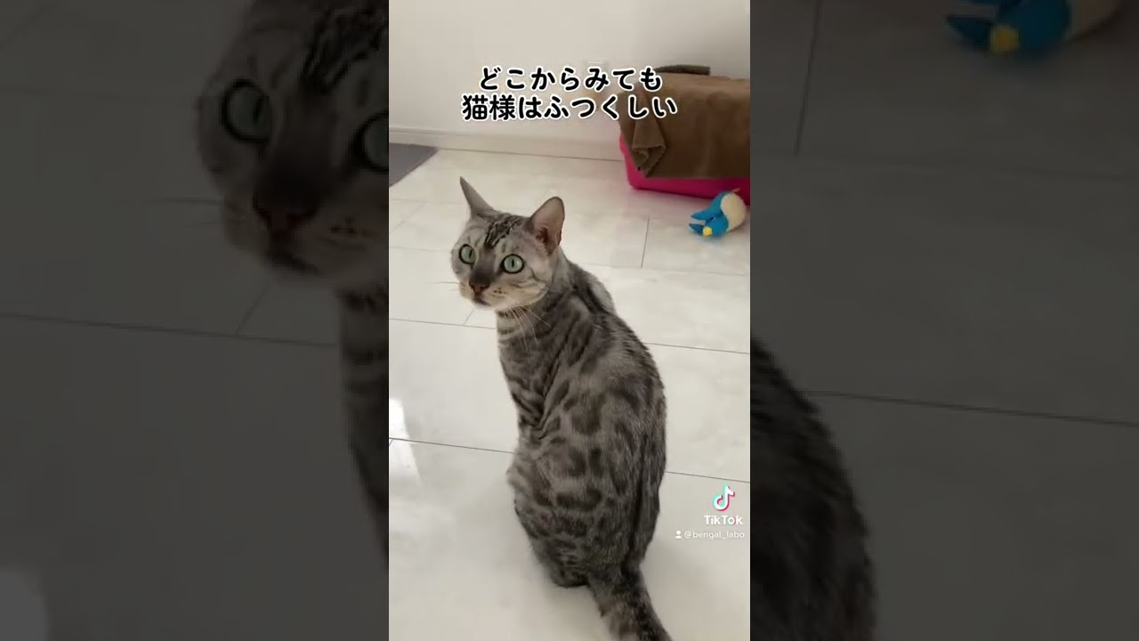 360度猫　#shorts #ベンガル猫 #シルバーベンガル