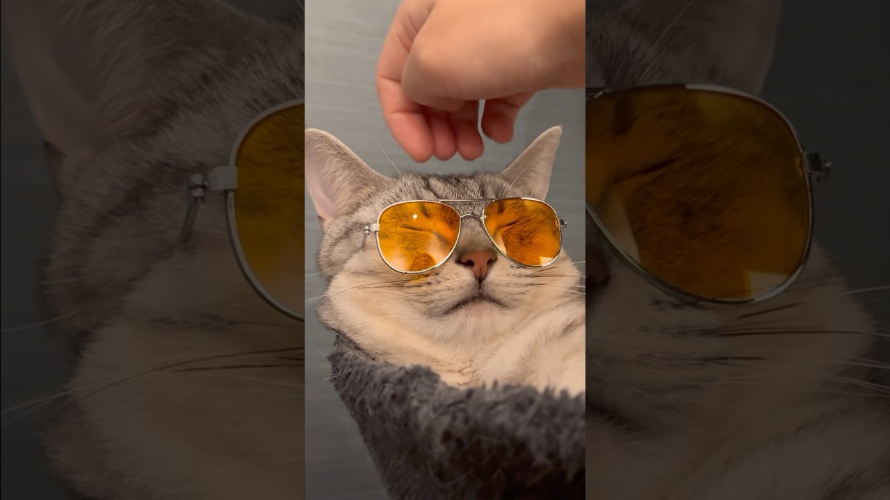 【猫動画】韓流スターすぎる猫が可愛すぎて無理www #shorts
