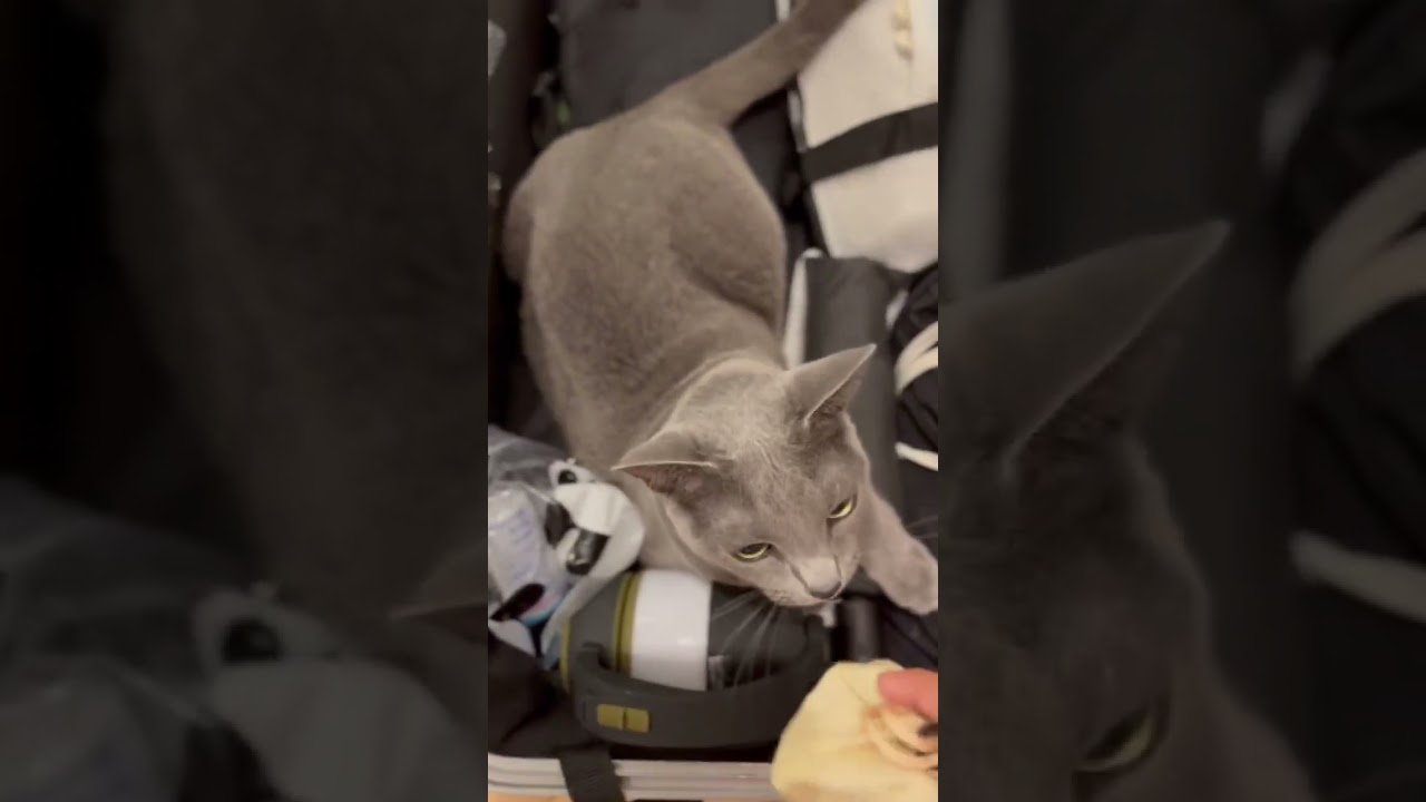 Suitcase 04 #cat #kitte #kitten #katten #cute #cuteanimal #catlover #kittey #cutecat