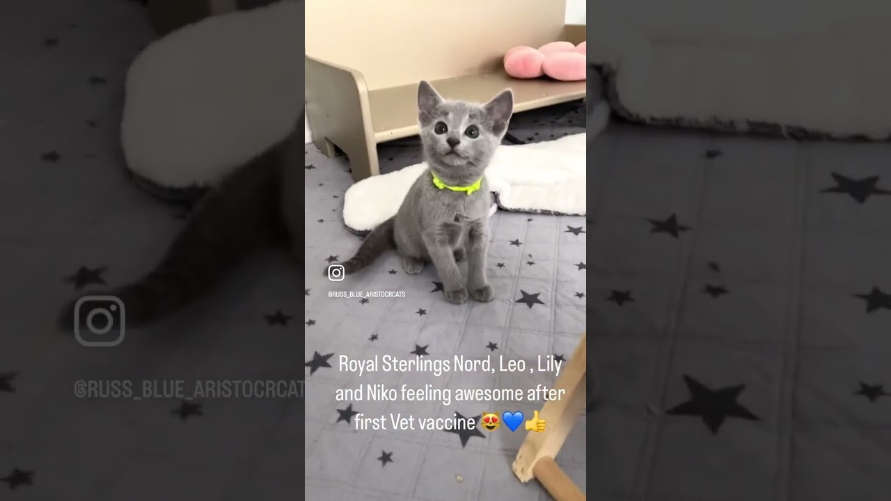 Russian Blue kittens 2 months old 💙 #cat #russianblue #cattype #pets #tuesday #catsarethebest