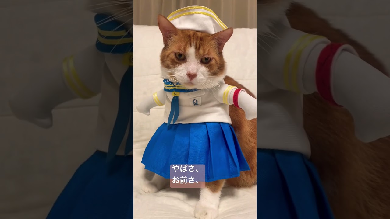 へーそうなんだー適当に生きてるだけでなんとかなる #shorts #cat Just being alive will do anything